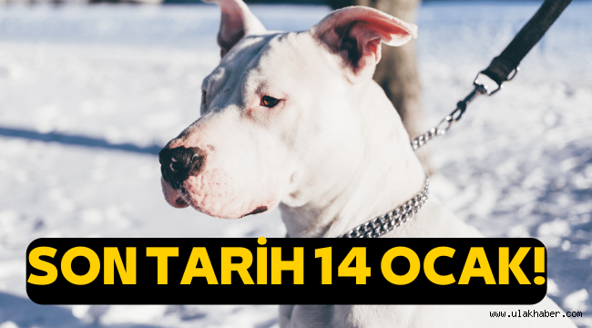 Yasaklı köpek ırkı sahiplerine ceza kapıda: Son tarih 14 Ocak!
