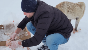 Yeniden Refah Partisi İl Gençlik Kolları, sokak hayvanları için seferber oldu