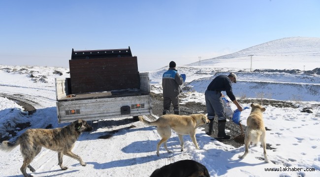 Büyükşehir Belediyesi'nden dilsiz dostlara yem desteği