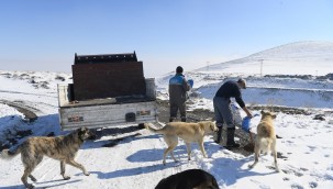 Büyükşehir Belediyesi'nden dilsiz dostlara yem desteği