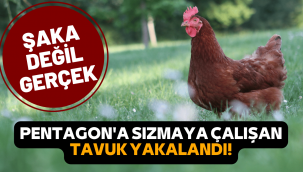Pentagon'a sızmaya çalışan tavuk yakalandı!