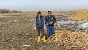 Sultan Sazlığı'nda kamış biçenlerin sayısı gün geçtikçe azalıyor