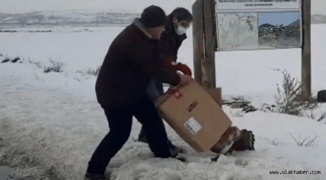 Tedavisi tamamlanan şahin doğaya bırakıldı