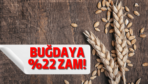 Buğdaya zam geldi! Ekmek zammı yolda!