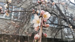 Kayseri'de ağaçlar çiçek açtı