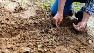 Kayserili çiftçilere tohum dağıtımı yapılacak