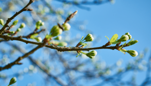 Son cemre toprağa düştü