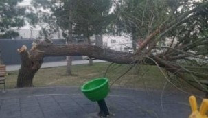 Şiddetli rüzgar ağacı devirdi