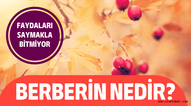 Berberin nedir, ne işe yarar, faydaları nelerdir, nasıl tüketilmeli?