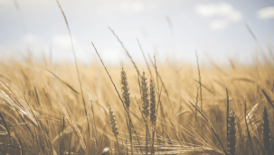 Buğday fiyatları yeniden tırmanışa geçti