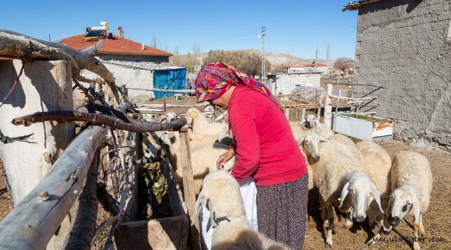 Büyükşehir, 3 bin 200 küçükbaş hayvan dağıtımına başlıyor