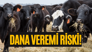 Dana veremi nedir, nasıl bulaşır? Kırmızı ette dana veremi mi var?