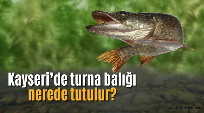 Kayseri'de turna balığı nerede tutulur, nereden çıkar?