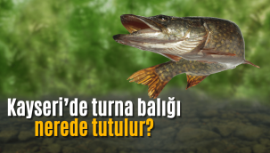 Kayseri'de turna balığı nerede tutulur, nereden çıkar?