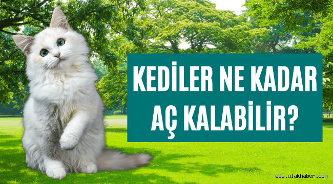 Kediler kaç gün aç kalır, ne kadar yaşar?