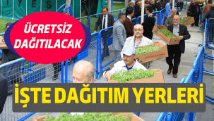 Kocasinan Belediyesi domates fidesi dağıtacak: İşte dağıtım yerleri!