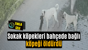Sokak köpekleri bağlı köpeğe saldırarak öldürdü