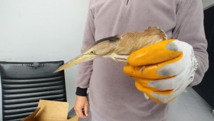 Yaralı bulunan Balaban kuşu tedavi altına alındı