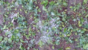 Yeşilhisar'da yağan dolu, tarımsal hasara neden oldu