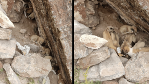 Annesiz kalan köpek yavrularını sahiplendi