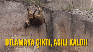 Kayalıklarda asılı kalan ineğin yardımına koştular
