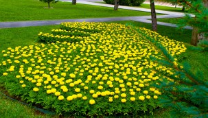 Kayseri Büyükşehir Belediyesi'nden 'En Güzel Bahçe' yarışması