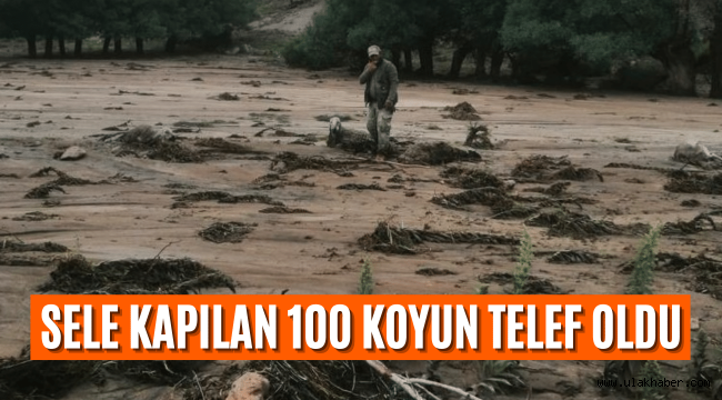 Kayseri'de sele kapılan 100 koyun telef oldu