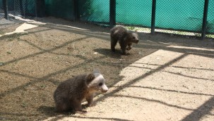 Kayseri Hayvanat Bahçesi'ne Sinop ve Van'dan iki yavru ayı getirildi