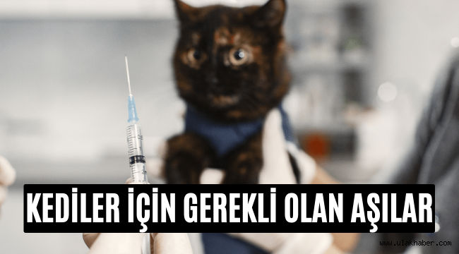 Kedilere hangi aşılar yapılır, kedi için gerekli aşılar hangileridir?