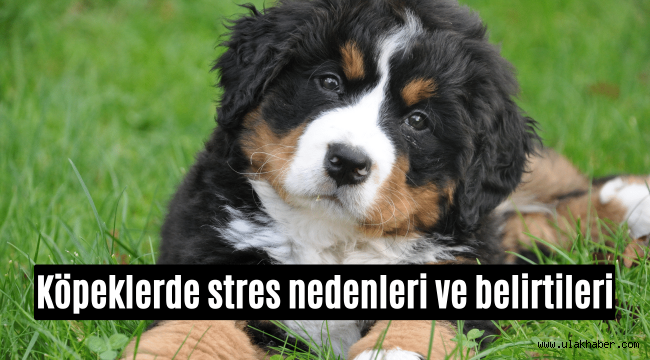 Köpeklerde stres nedenleri ve belirtileri