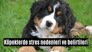 Köpeklerde stres nedenleri ve belirtileri