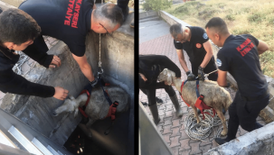 Kuyuya düşen koyunu itfaiye ekipleri kurtardı
