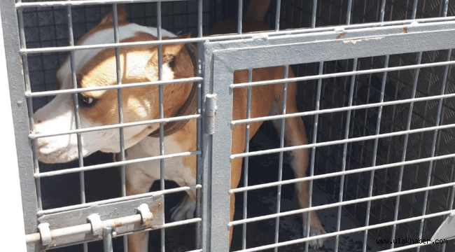 Metruk binada 12 yasaklı ırk köpek bulundu