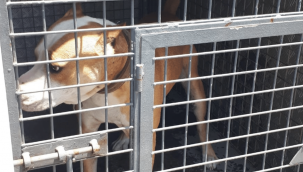 Metruk binada 12 yasaklı ırk köpek bulundu