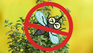 Sivrisinek kovucu bitkiler