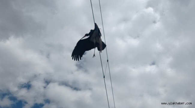 Tele takılan Karaleylek işçiler tarafından kurtardı