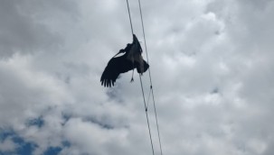 Tele takılan Karaleylek işçiler tarafından kurtardı