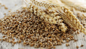 Toprak Mahsulleri Ofisi buğday ve arpa alım fiyatları açıklandı