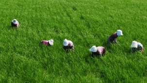 Çiftçiye buğday ve arpa desteği 