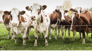 Et ve Süt Kurumu, besicilerin ellerinde kalan kurbanlıkları satın alacak