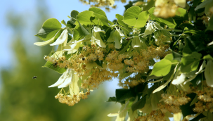 Ihlamurdan ekonomiye 35 milyon TL'lik katkı