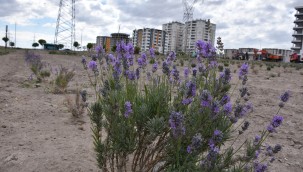 Kayseri'de ilk olan 'lavanta bahçesi' meyvelerini verdi