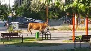 Kayseri'de kaçan kurbanlıklar zor anlar yaşattı