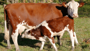 Kurban derisi nereye bağışlanır, nasıl değerlendirilir, satılır mı?