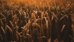 Tarımsal destek ödemeleri bugün hesaplara yatıyor