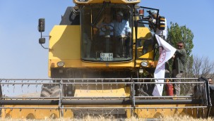 Başkan Büyükkılıç ile Vali Çiçek, biçerdöver kullanarak buğday hasadı yaptı