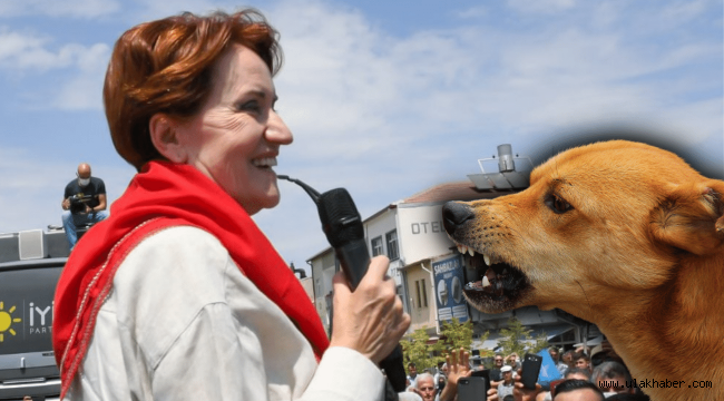 Meral Akşener'i köpek ısırdı!