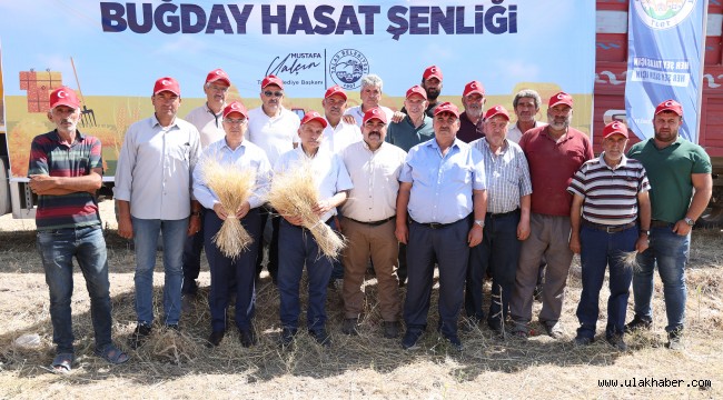 Talas'ta Siyez Buğdayı hasadı başladı