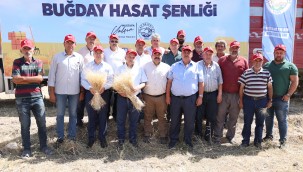 Talas'ta Siyez Buğdayı hasadı başladı