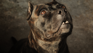 Tehlikeli ırk besleyen kişilere 513 bin lira ceza kesildi